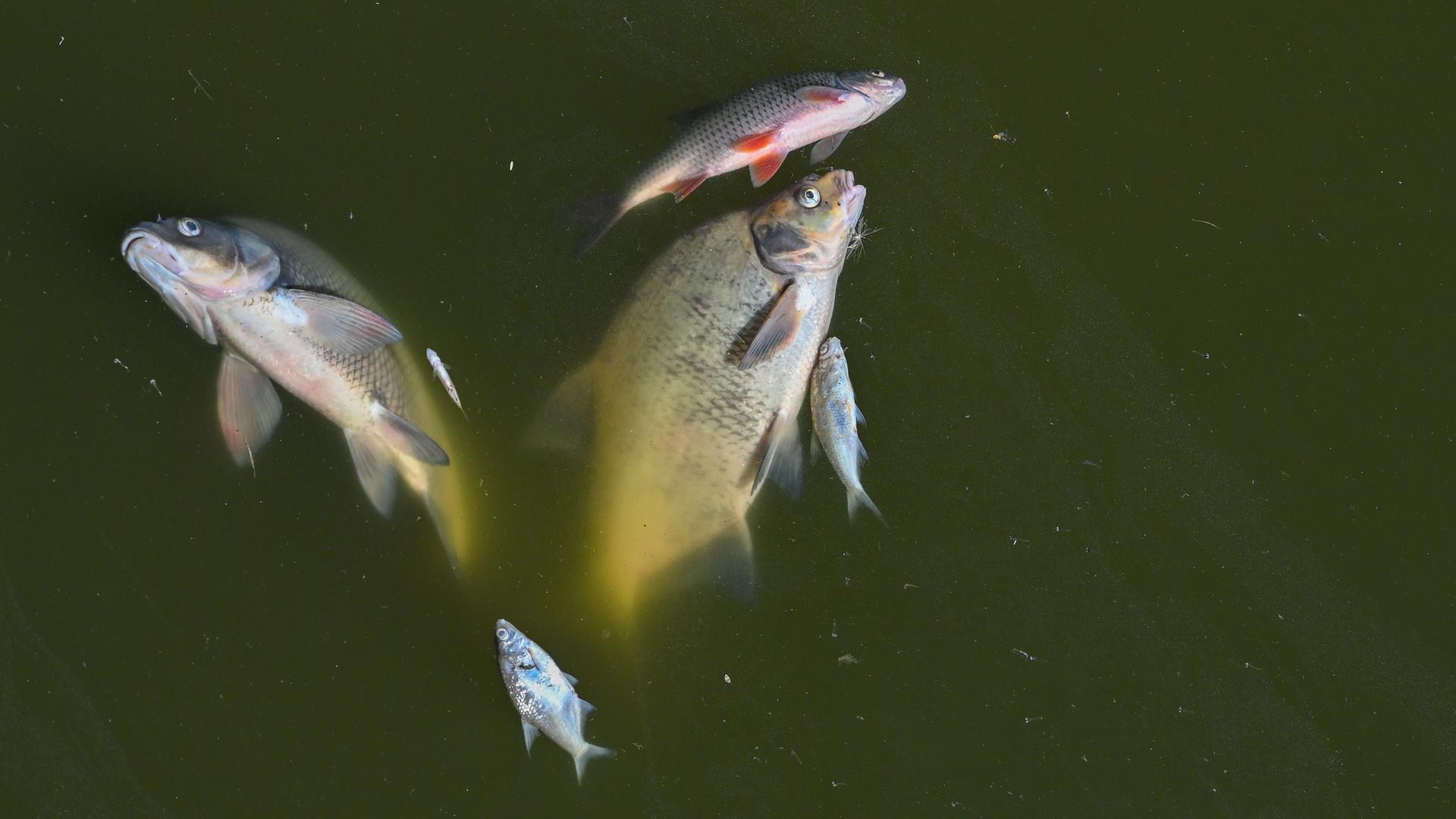 Sechs Tote Fische treiben in einem Fluss. Sechs Tote Fische treiben in einem Fluss.