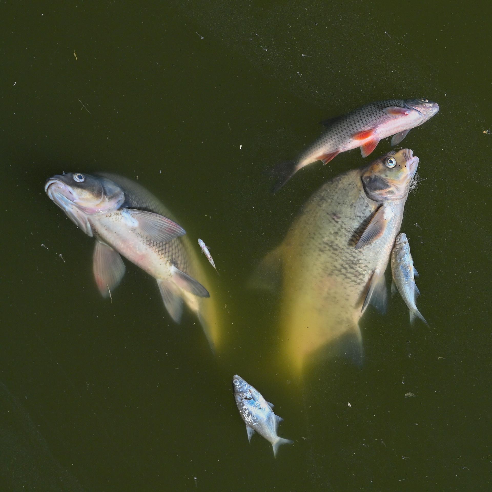 Oder-Ökosystem - So könnte ein erneutes Fischsterben verhindert werden