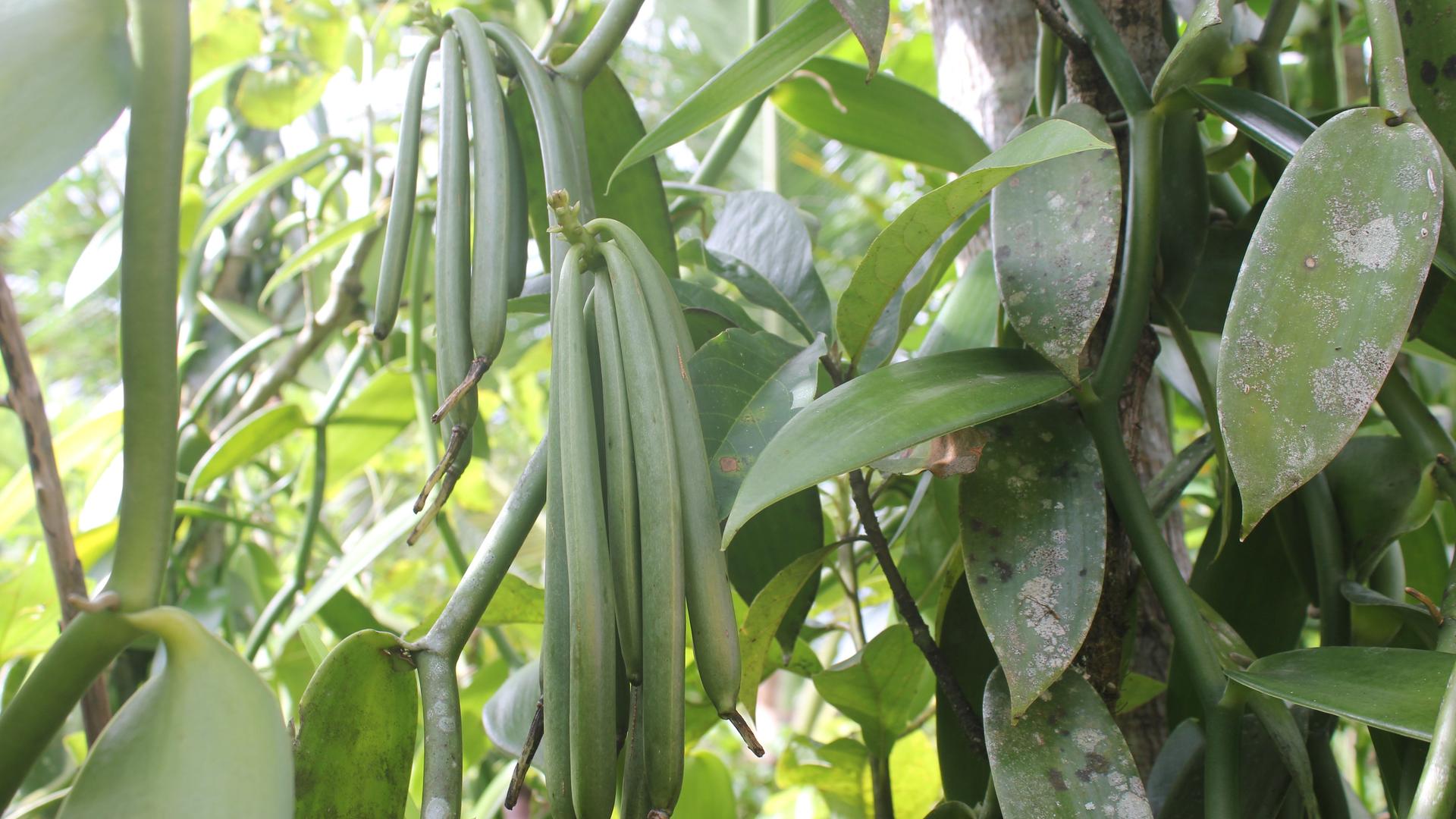Vanille auf Madagaskar