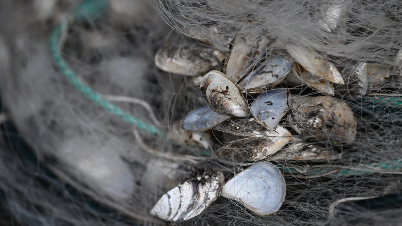 Zu sehen sind Quagga-Muscheln in einem Fischernetz.