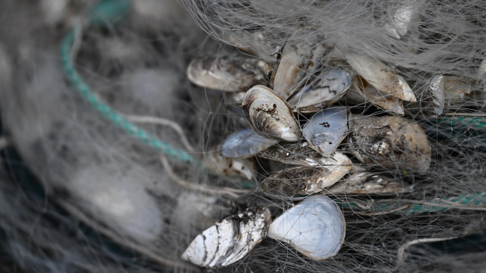 Zu sehen sind Quagga-Muscheln in einem Fischernetz. Zu sehen sind Quagga-Muscheln in einem Fischernetz.