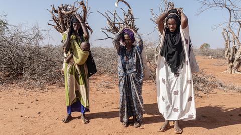 Drei Frauen in Somalia tragen Holz in Bündeln in einer vertrockneten Landschaft, eine hat ein Baby vor dem Bauch gebunden. Januar 2023 in Doolow, Somalia.