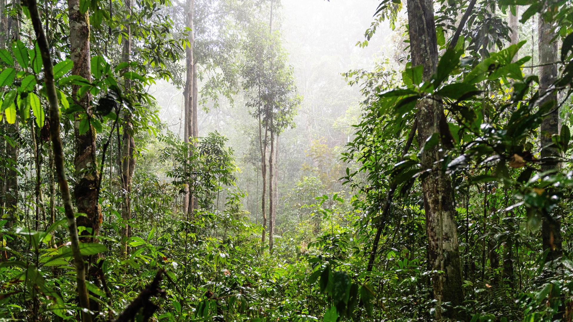 Grüner Regenwald im Bundesstaat Amazonas, Brasilien, Südamerika.
