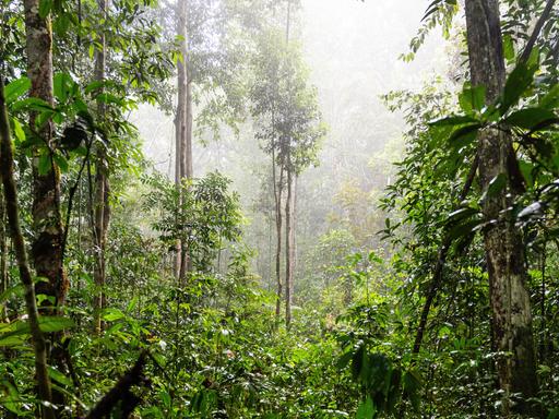 Grüner Regenwald im Bundesstaat Amazonas, Brasilien, Südamerika.
