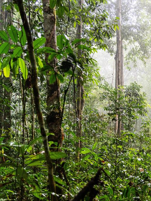 Grüner Regenwald im Bundesstaat Amazonas, Brasilien, Südamerika.