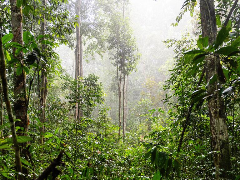 Grüner Regenwald im Bundesstaat Amazonas, Brasilien, Südamerika.