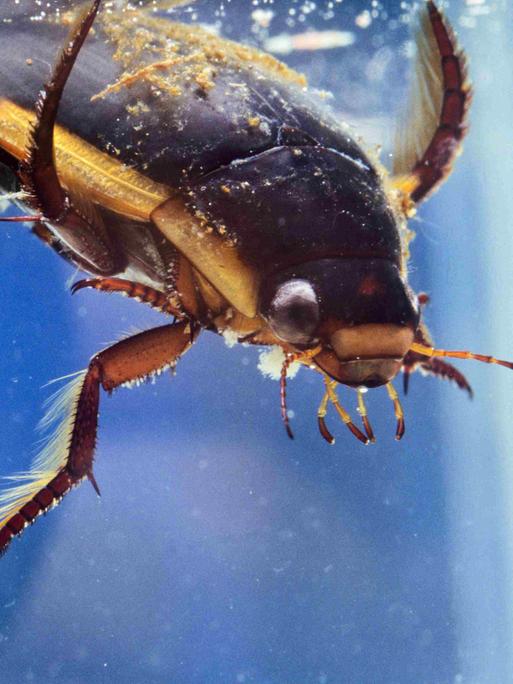 Nahaufnahme eines untertauchenden Tauchkäfers