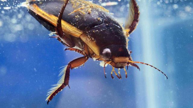 Nahaufnahme eines untertauchenden Tauchkäfers