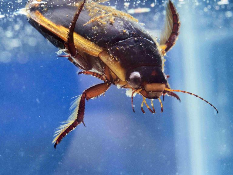 Nahaufnahme eines untertauchenden Tauchkäfers