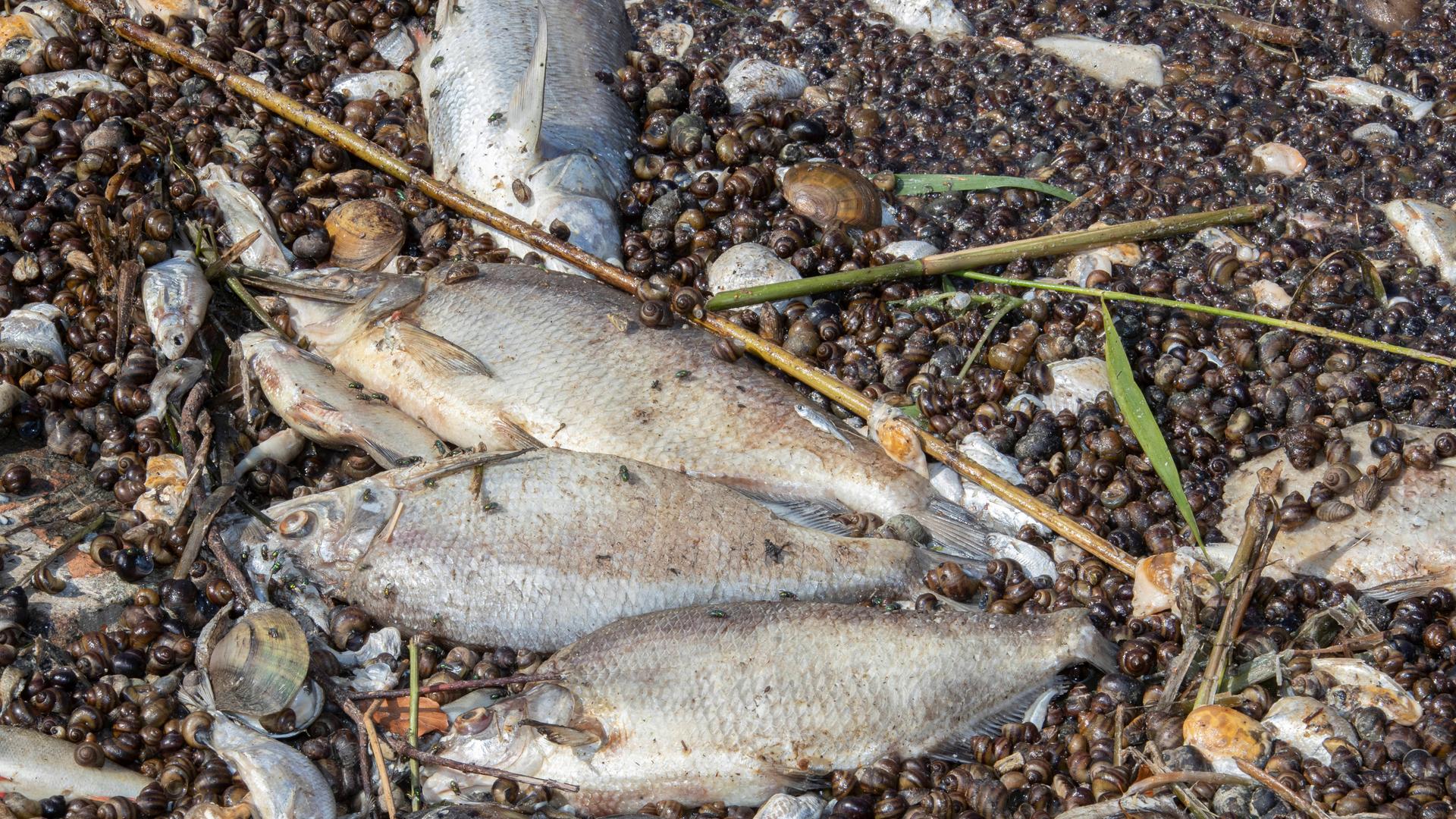 Tote Fische aus der Oder liegen auf Steinen