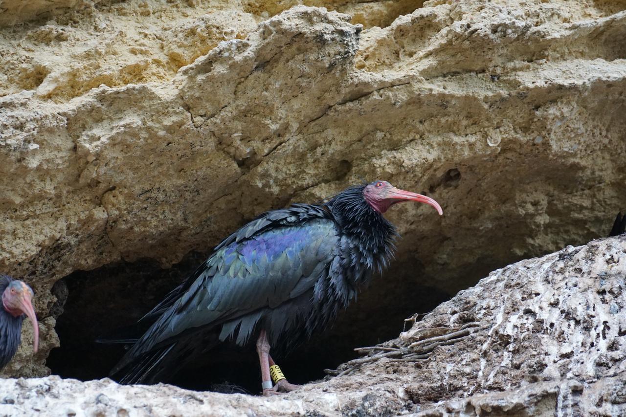 Ein großer schwarzer Vogel mit nacktem Kopf und langem roten Schnabel steht auf einem Felsvorsprung in einer Steinwand.