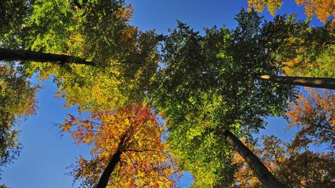 Herbstwald von unten, Naturpark Westliche Wälder, bei Augsburg, Schwaben, Bayern, Deutschland, Europa.