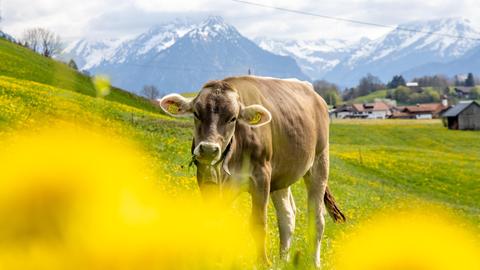 Zahlreiche Löwenzahnpflanzen blühen in der Landschaft bei Sonthofen im Oberallgäu und färben die Wiesen gelb. Eine Kuh der Rasse Braunvieh steht dabei auf der Weide.