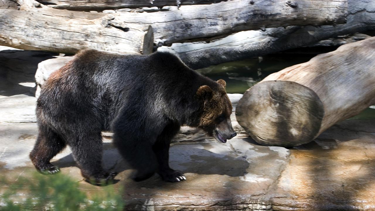Ein asiatischer Schwarzbär läuft über Steine nahe an einem Wasser.