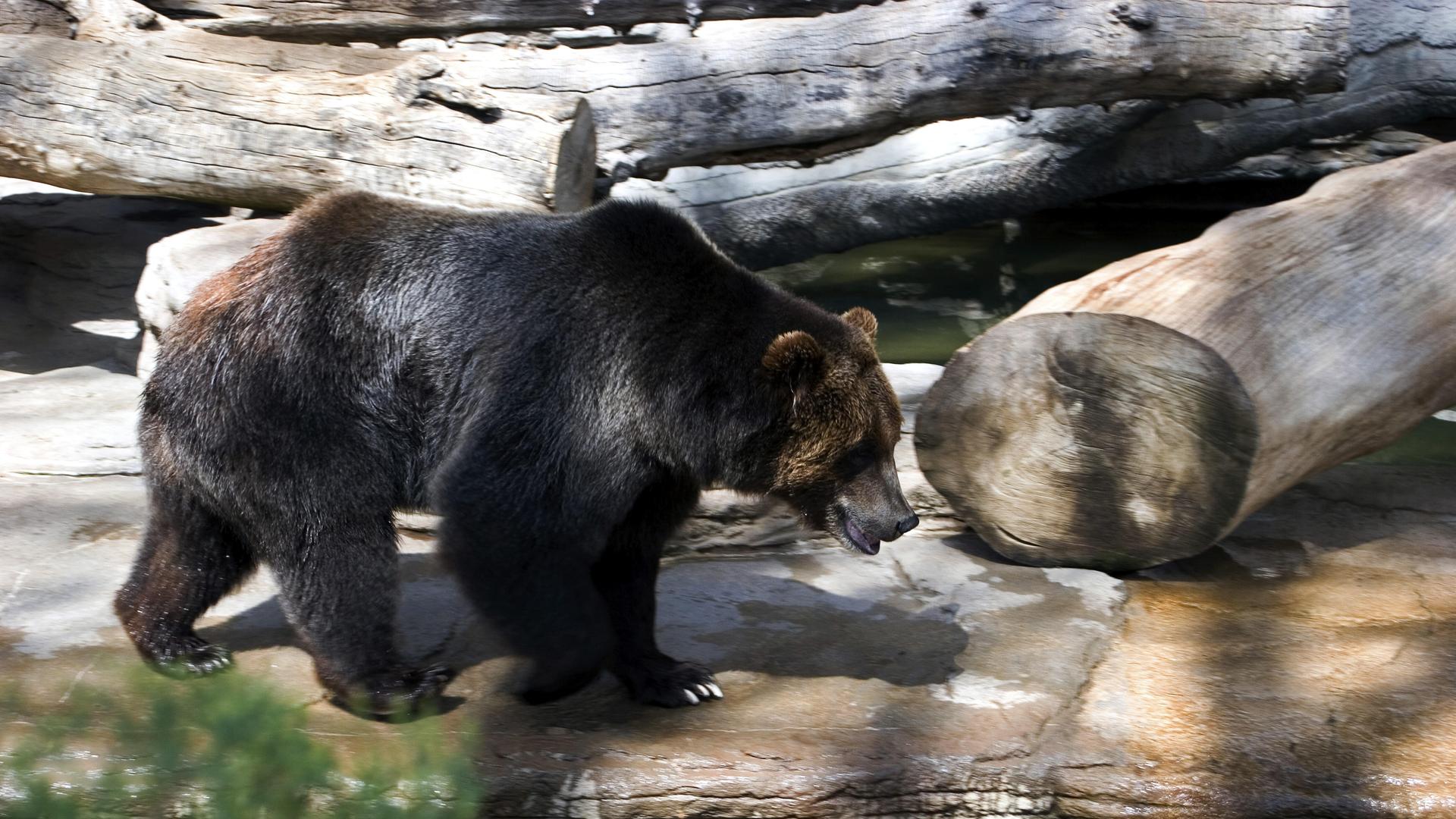 Ein asiatischer Schwarzbär läuft über Steine nahe an einem Wasser.