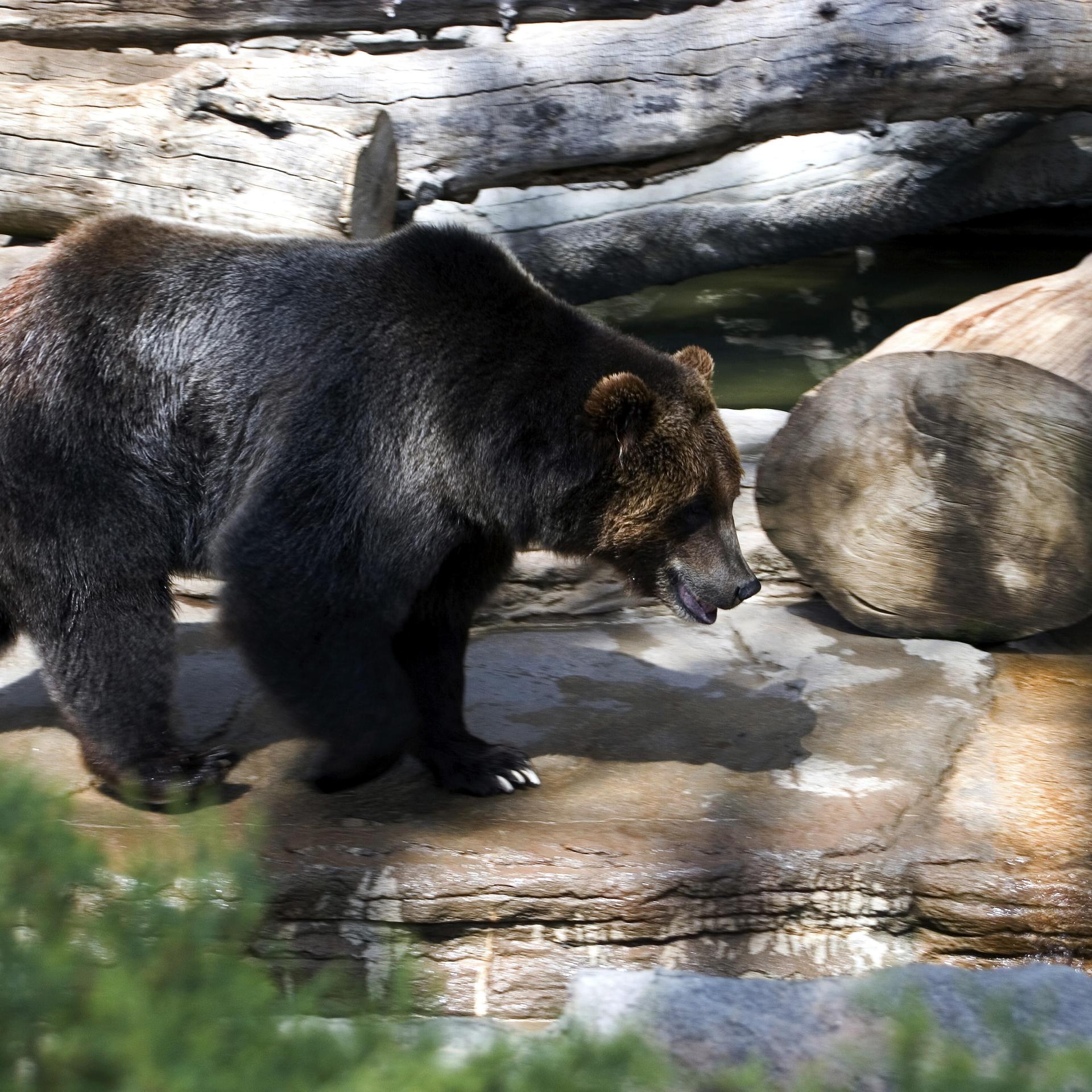 Ein asiatischer Schwarzbär läuft über Steine nahe an einem Wasser.