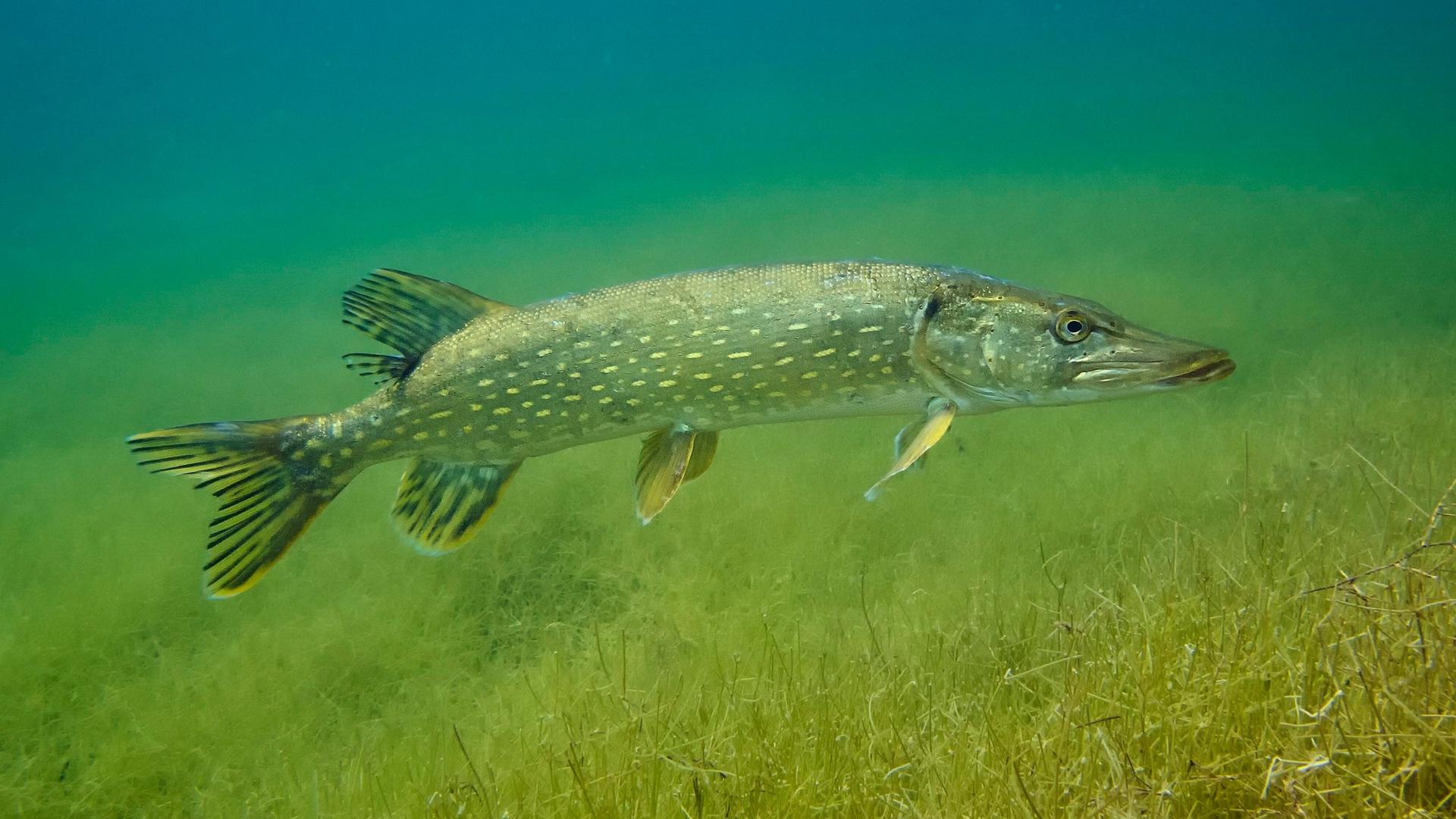 Der lange Fisch mit kleinen weißen Punkten schwimmt in blau-grünem Wasser knapp oberhalb des Grundes.