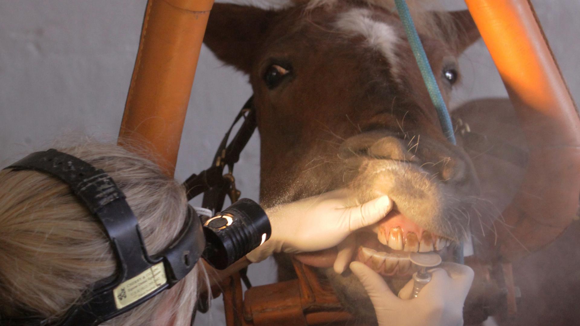 Eine Person von hinten, eine Stirnlampe tragend. Sie schiebt die Lippen eines Pferdes mit der Hand auseinander und behandelt die Zähne des Tieres mit einem dentalmedizinischen Gerät.