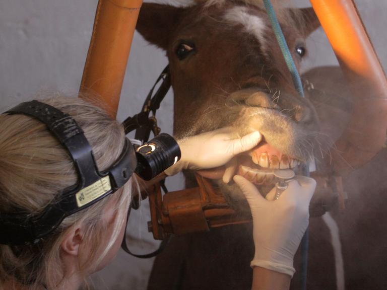 Eine Person von hinten, eine Stirnlampe tragend. Sie schiebt die Lippen eines Pferdes mit der Hand auseinander und behandelt die Zähne des Tieres mit einem dentalmedizinischen Gerät.