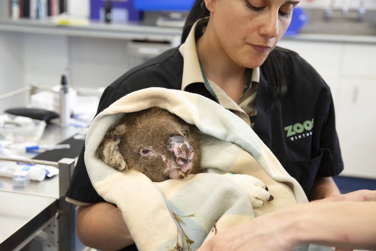 Eine Frau hält einen in eine Decke gewickelten schwachen Koala im Arm.
