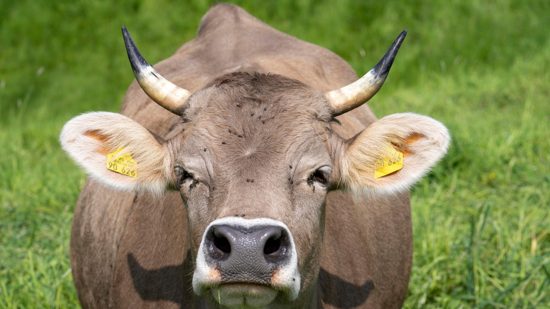 Milchkühe auf einer Weide in der Elfringhauser Schweiz, am Schanzerweg, Hattingen, NRW, Deutschland Milchkühe auf einer Weide in der Elfringhauser Schweiz, am Schanzerweg, Hattingen, NRW, Deutschland
