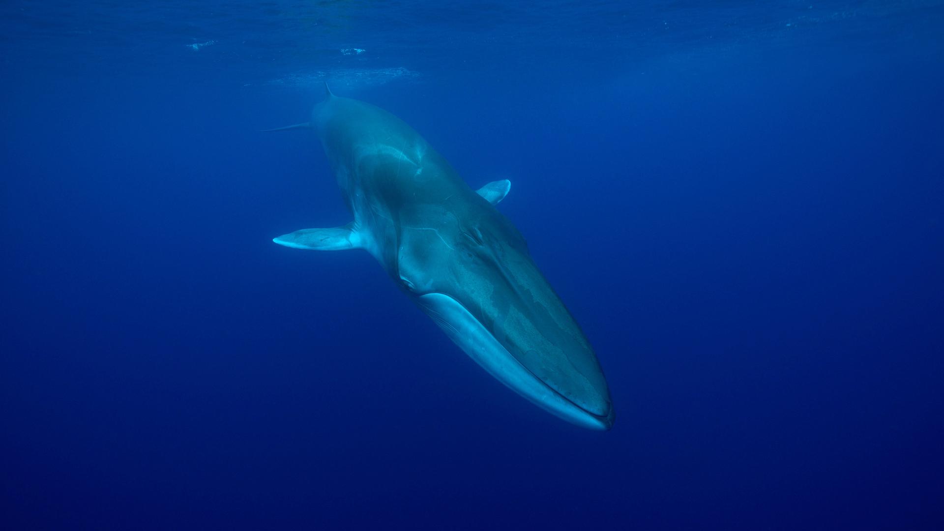 Finnwal unter Wasser