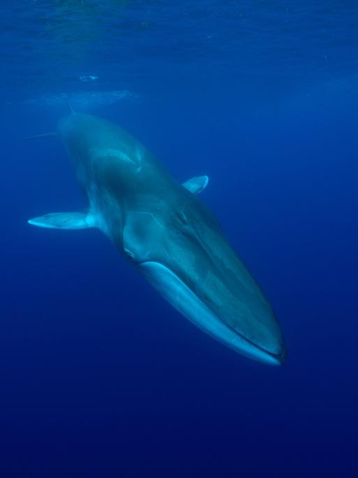Finnwal unter Wasser