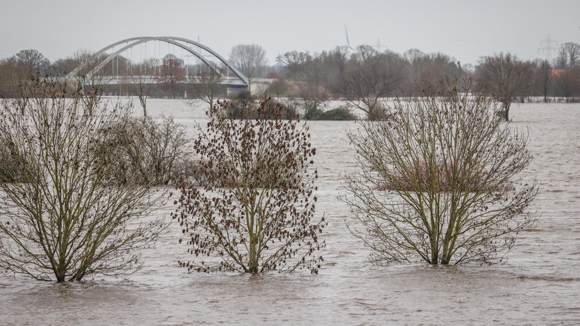 Achim (Landkreis Verden, Niedersachsen): Die Weser ist über die Ufer getreten. Sträucher ragen aus dem Wasser. Achim (Landkreis Verden, Niedersachsen): Die Weser ist über die Ufer getreten. Sträucher ragen aus dem Wasser.
