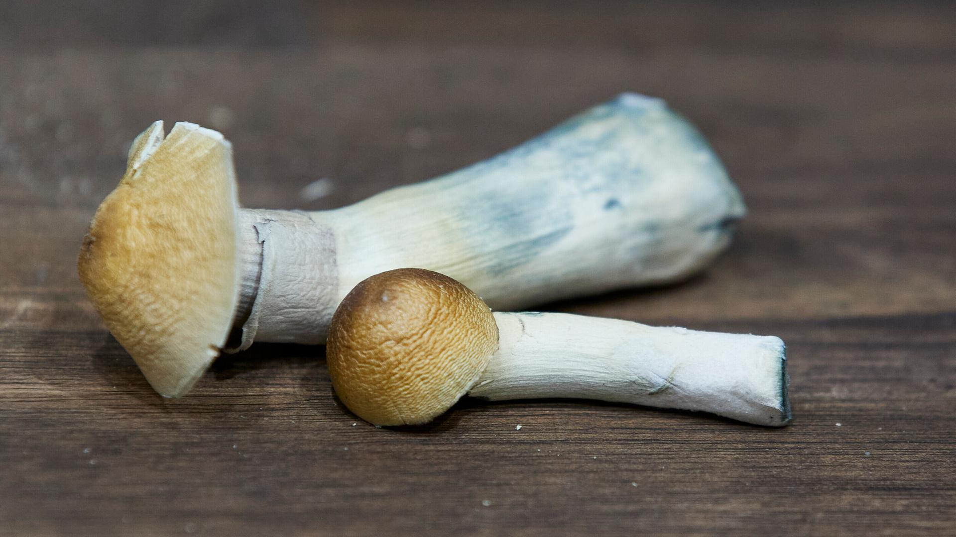Psilocybinhaltige Pilze