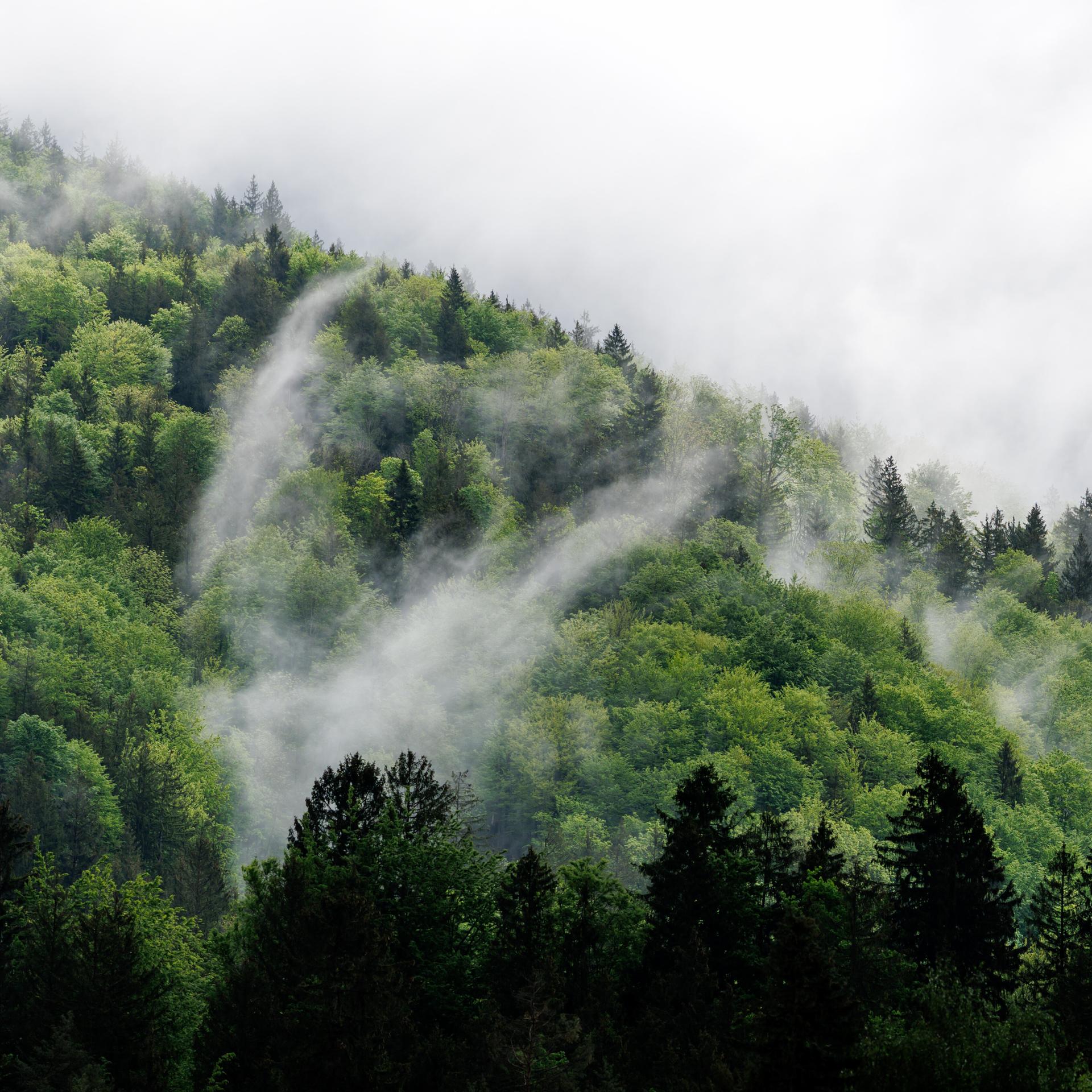 Wald - Ein Sehnsuchtsort mit therapeutischer Wirkung