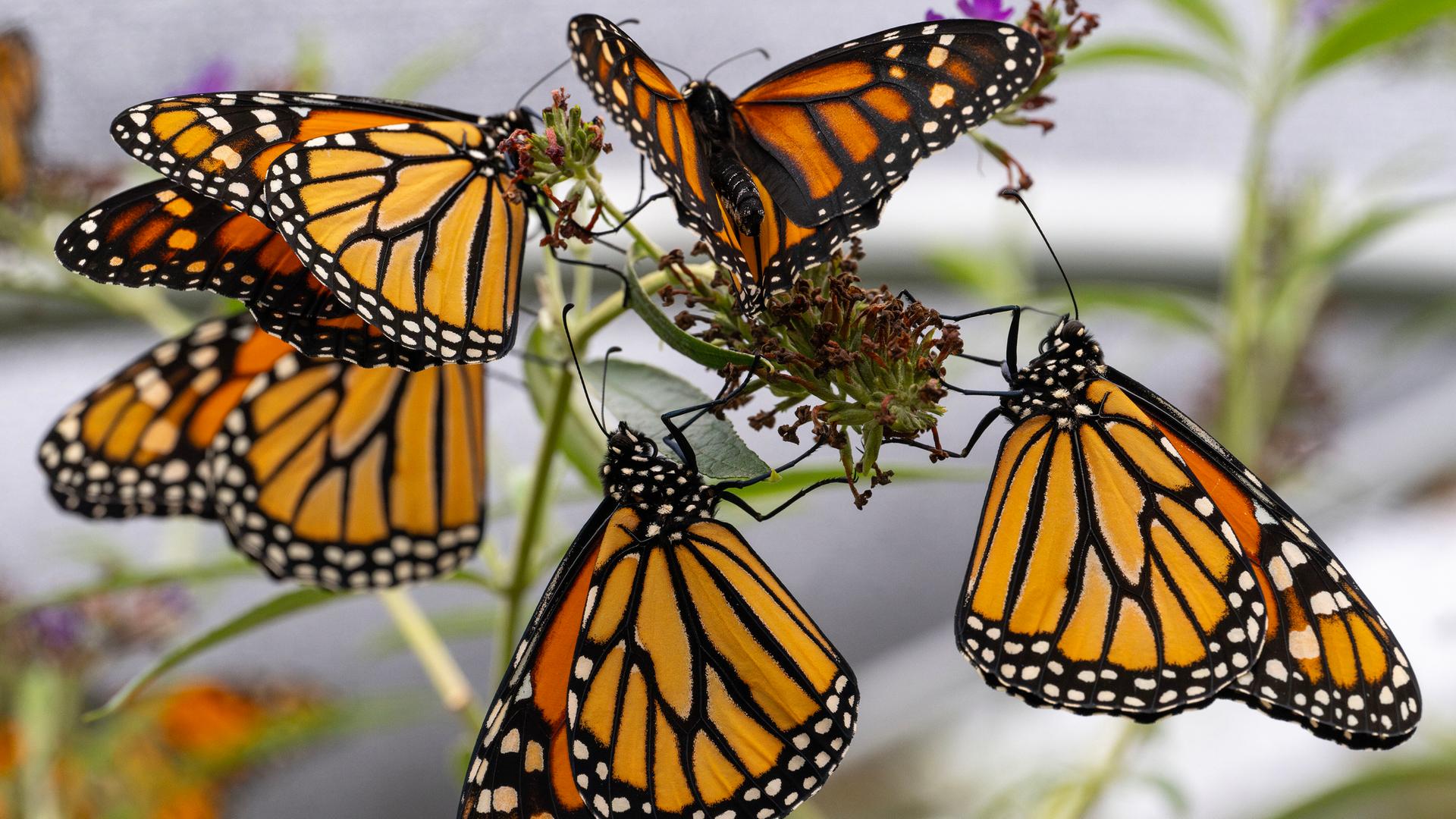 Mehrere Monnarchfalter sitzen auf einem Zweig.