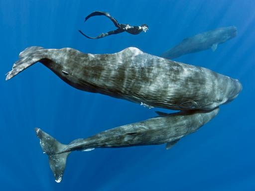 Eine Pottwal-Mutter und ihr Kalb. Nahe bei ihnen: ein Taucher.