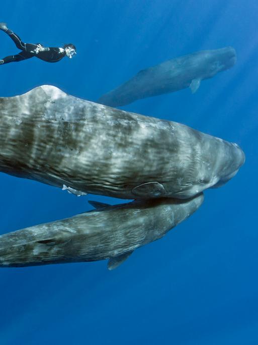 Eine Pottwal-Mutter und ihr Kalb. Nahe bei ihnen: ein Taucher.