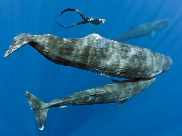 Eine Pottwal-Mutter und ihr Kalb. Nahe bei ihnen: ein Taucher.