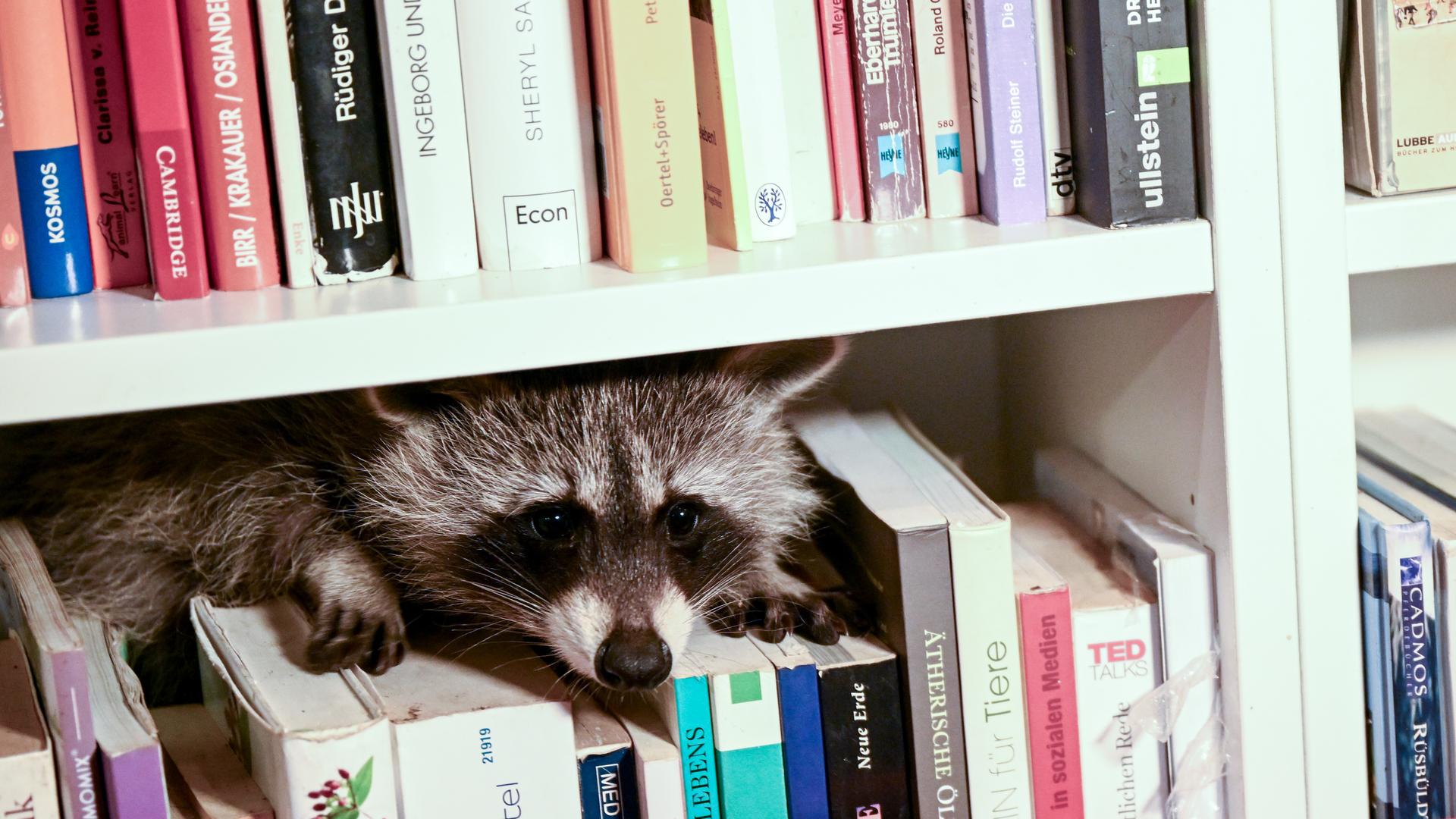 Ein Waschbär sitzt in einem Bücherregal in der Wohnung der Leiterin des Vereins "Hauptsache Waschbär e.V."