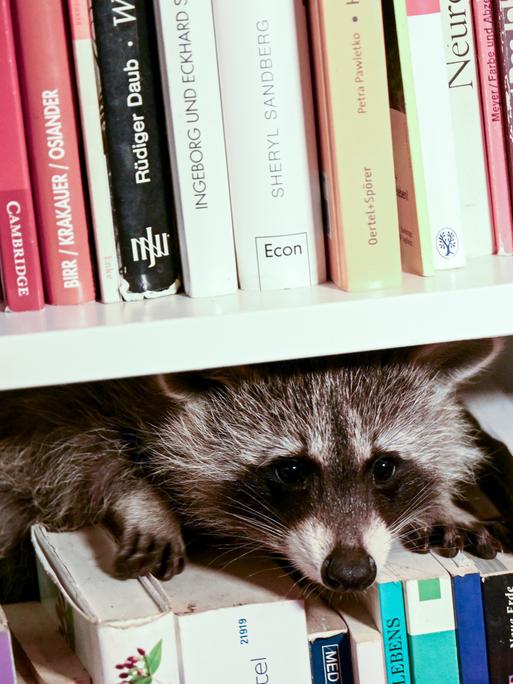 Ein Waschbär sitzt in einem Bücherregal in der Wohnung der Leiterin des Vereins "Hauptsache Waschbär e.V."