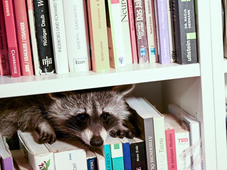 Ein Waschbär sitzt in einem Bücherregal in der Wohnung der Leiterin des Vereins "Hauptsache Waschbär e.V."