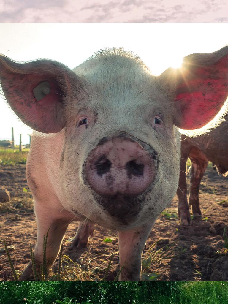 Bild in Bild: Im Vordergrund ein Schwein. Im Hintergrund Häuser in grüner Landschaft.