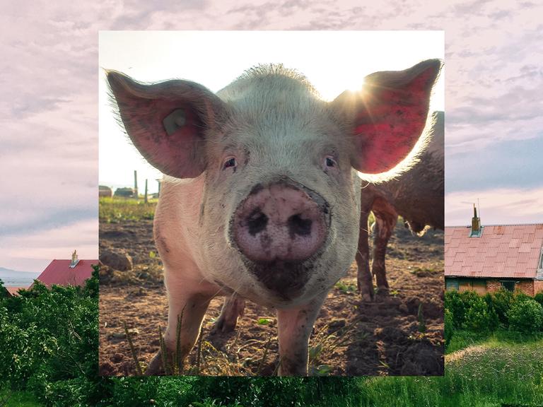 Bild in Bild: Im Vordergrund ein Schwein. Im Hintergrund Häuser in grüner Landschaft.