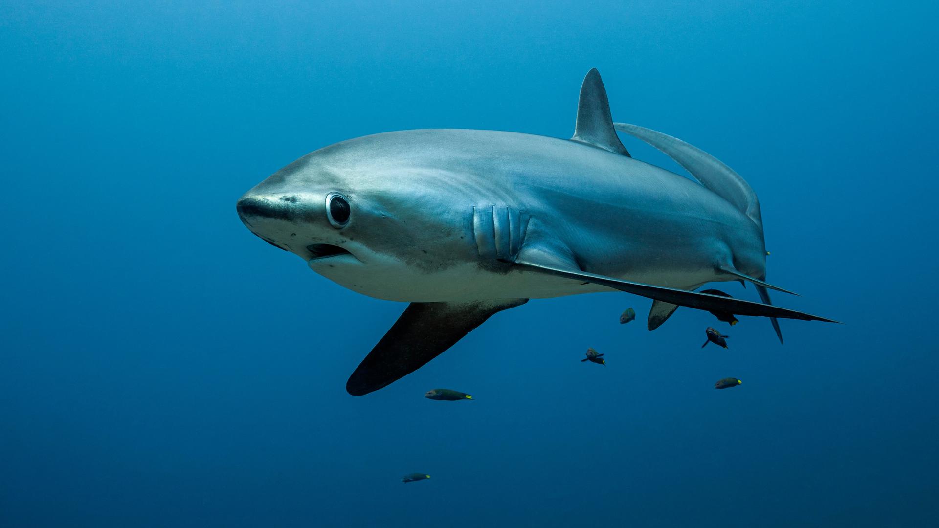Ein grosser Hai schwimmt im Ozean, viele kleine folgen ihm.