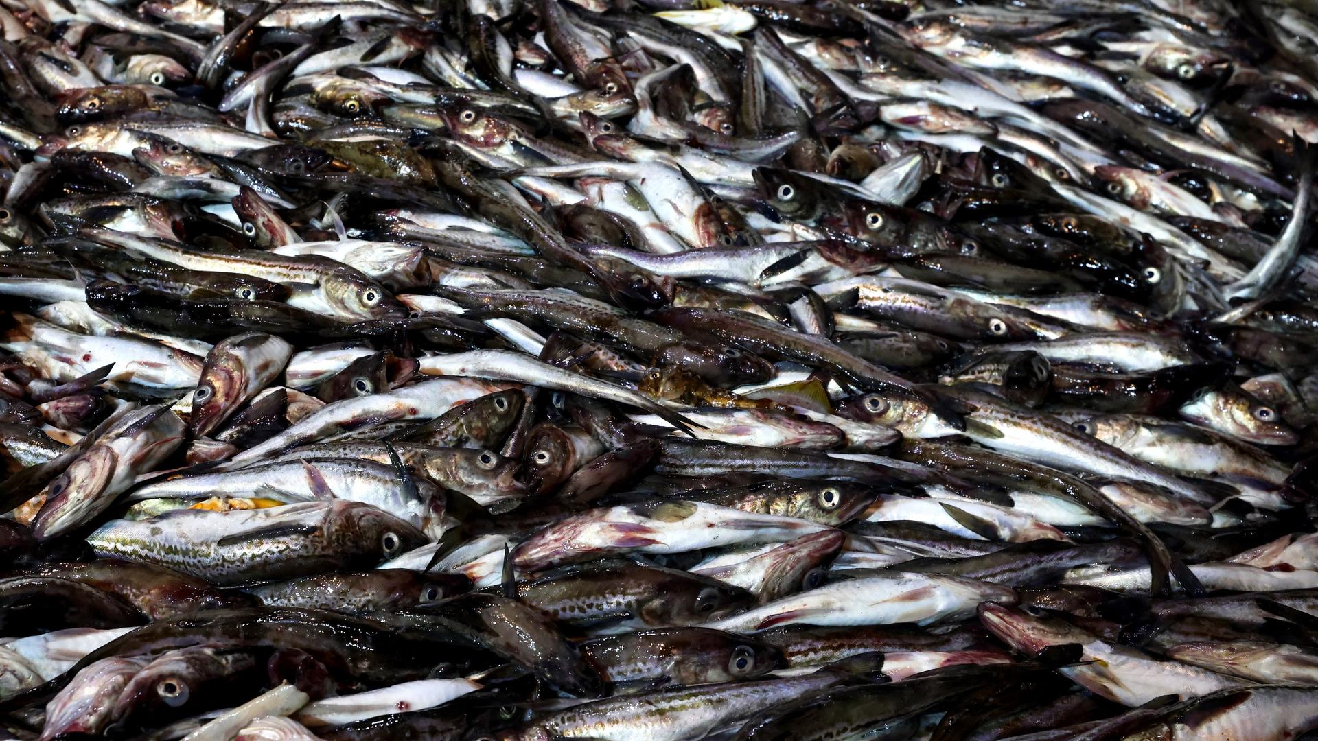 Seefischerei: Nahaufnahme einer großen Menge Fische