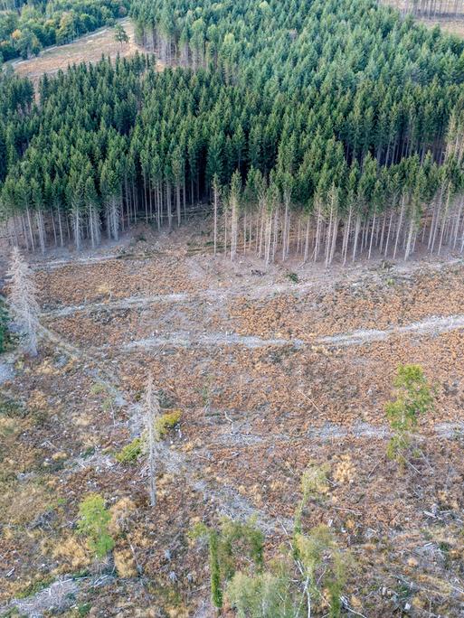 Waldsterben im Taunus: Der Befall des Borkenkäfers und die anhaltende Trockenheit führt zu Kahlschlag in deutschen Wäldern