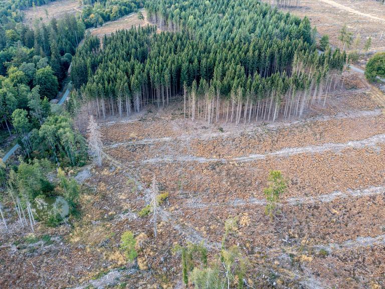 Waldsterben im Taunus: Der Befall des Borkenkäfers und die anhaltende Trockenheit führt zu Kahlschlag in deutschen Wäldern