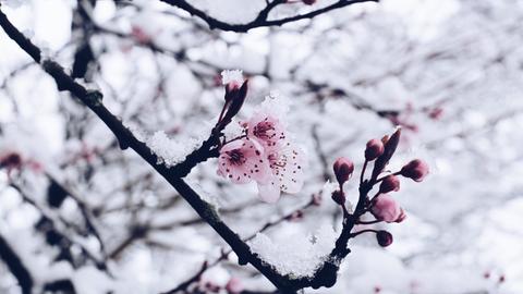 Ein Pflaumenast mit Blüten und Schnee. 