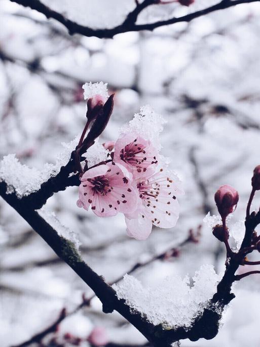 Ein Pflaumenast mit Blüten und Schnee. 