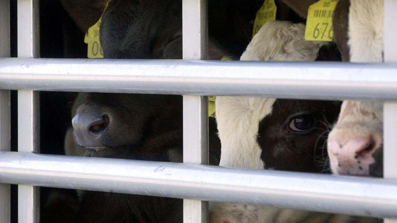 Tiertransporte In Alle Welt - Wo Der Verstoß Gegen Schutzvorschriften ...