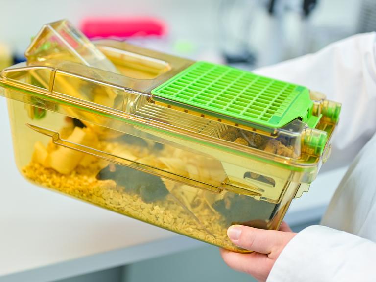 Eine Mitarbeiterin hält einen geschlossenen Behälter mit Mäusen in einem Labor des Deutschen Krebsforschungszentrums (DKFZ) in den Händen. 