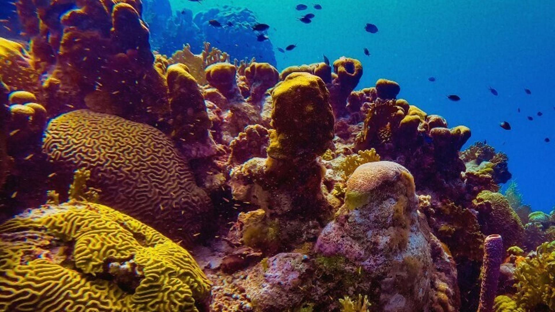 Ein Korallenriff