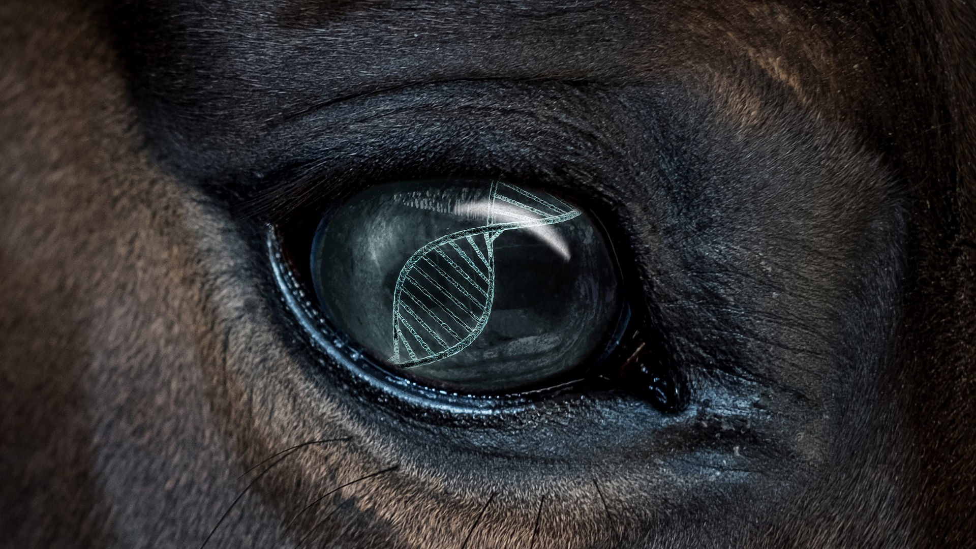 In der Nahaufnahme eines Pferdeauges spiegelt sich das Bild eines blauen DNA-Strangs vor dunklem Hintergrund. In der Nahaufnahme eines Pferdeauges spiegelt sich das Bild eines blauen DNA-Strangs vor dunklem Hintergrund.