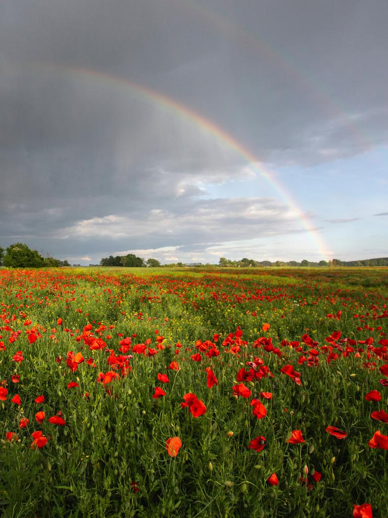 Mohnblumen auf einem Feld, im Hintergrund ein Regenbogen.